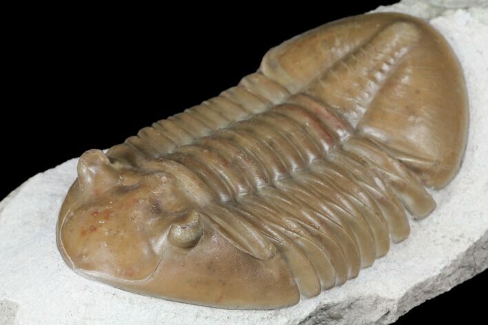 Asaphus Lepidurus Trilobite - Top Quality Specimen #99258